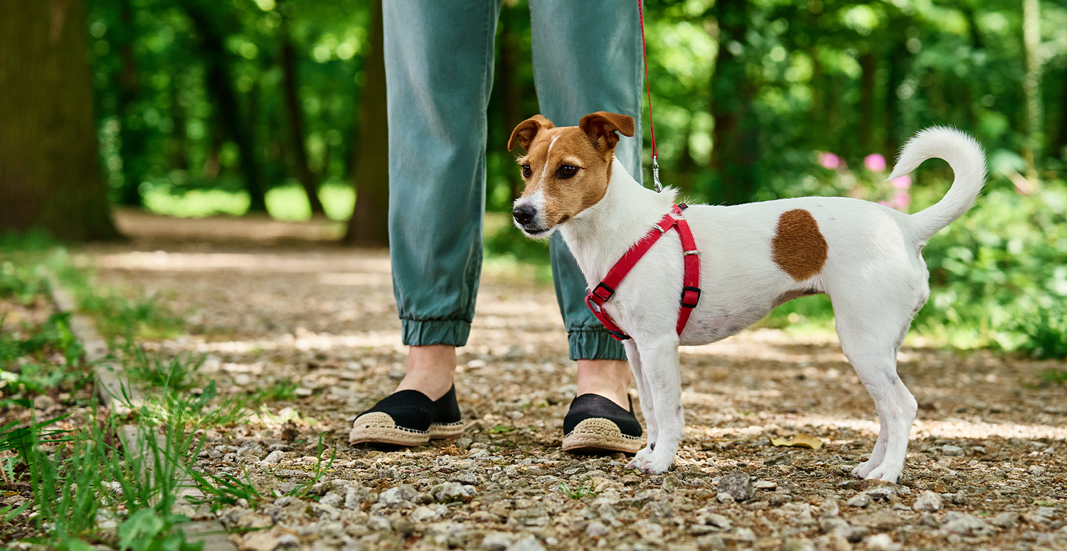 No momento, você está visualizando Governo desmente fake news sobre criar imposto para donos de pets