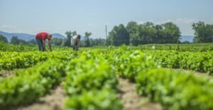 Leia mais sobre o artigo NFP-e: adesão obrigatória do produtor rural no PR é prorrogada para julho
