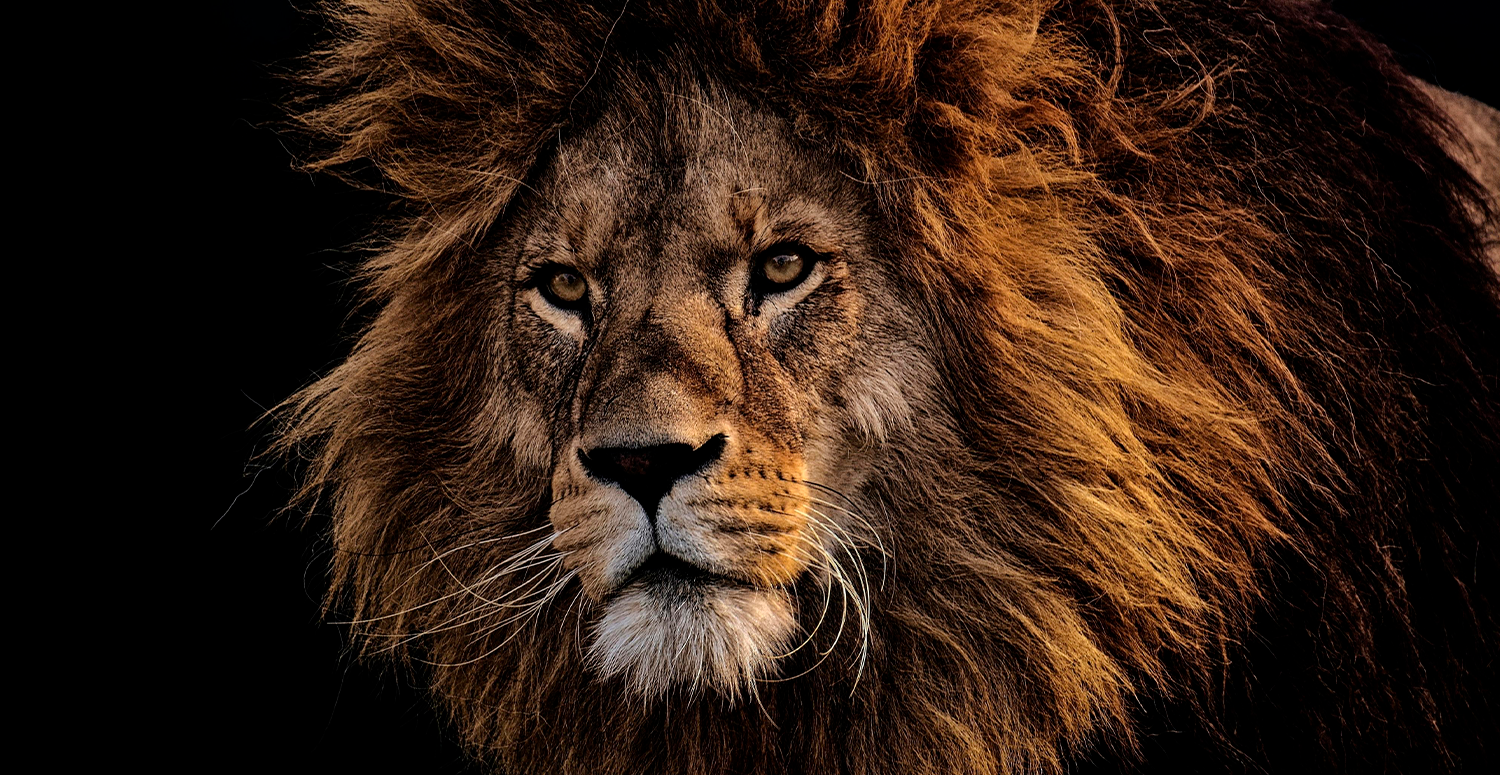 No momento, você está visualizando Novas regras de isenção do Imposto de Renda já estão valendo