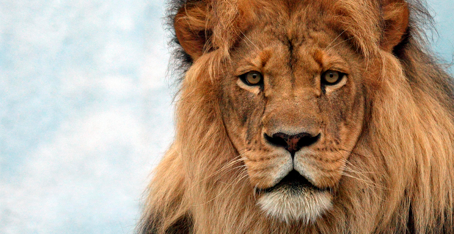 No momento, você está visualizando Quem deve declarar Imposto de Renda em 2026?