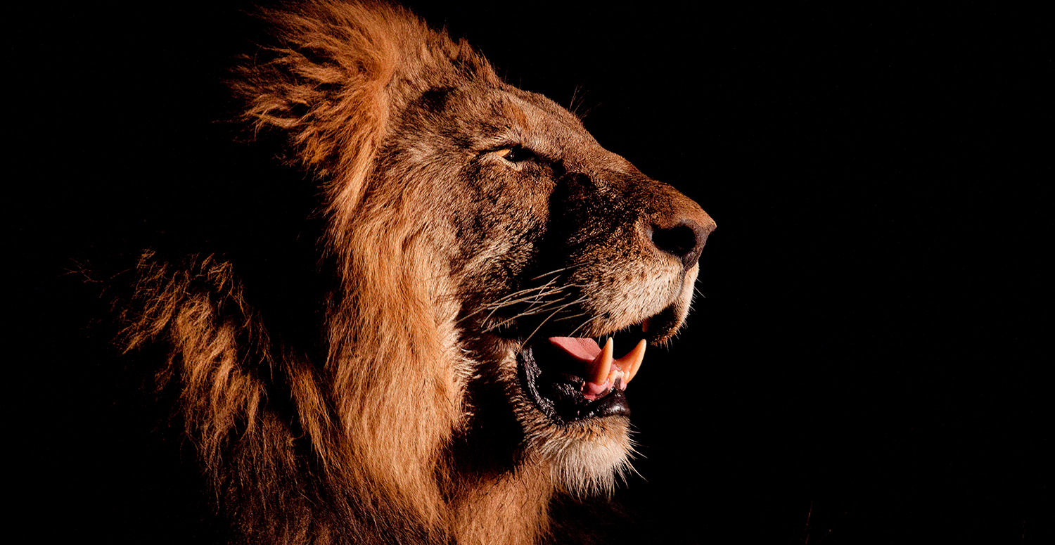 No momento, você está visualizando Imposto de Renda 2026: como se preparar