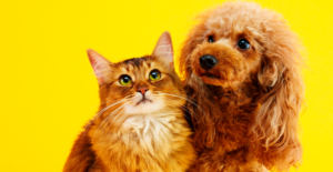 Leia mais sobre o artigo Projeto autoriza dedução no IR para saúde de pets