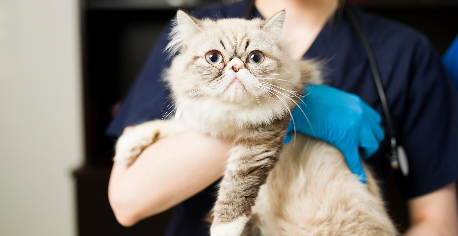 Leia mais sobre o artigo Projeto autoriza saque do FGTS para tratar pet