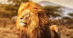 Leia mais sobre o artigo Por que o leão virou símbolo do Imposto de Renda?