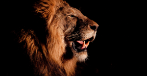 Leia mais sobre o artigo RFB libera regras do Imposto de Renda 2026; veja novidades