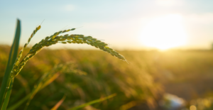 Leia mais sobre o artigo Agricultura familiar ganha novo espaço nas escolas